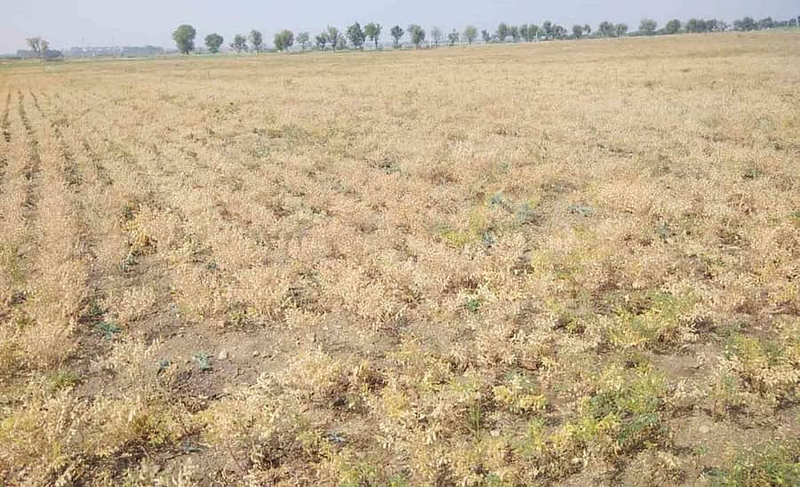 ಹಿರಿಯೂರು ತಾಲ್ಲೂಕಿನ ಗನ್ನಾಯಕನಹಳ್ಳಿ ಸಮೀಪದ ಹೊಲದಲ್ಲಿ ಕಡಲೆ ಬೆಳೆ ಒಣಗಿರುವುದು