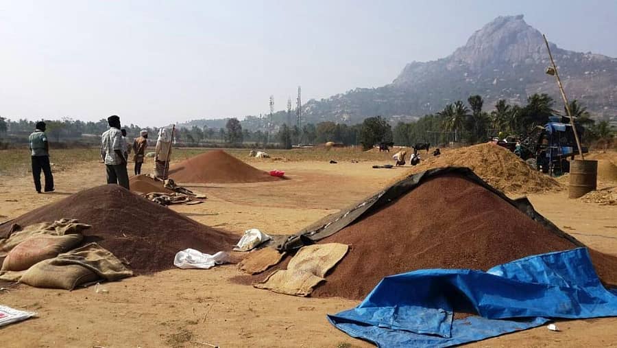 ರಾಗಿ ರಾಶಿ ಮಾಡಿರುವುದು