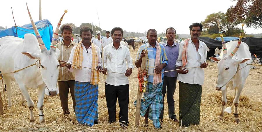 ಬೆಟ್ಟದಪುರದ ಜಾನುವಾರು ಜಾತ್ರೆಯಲ್ಲಿ ಗಮನ ಸೆಳೆಯುತ್ತಿರುವ ಕಲ್ಕಿ ಹಾಗೂ ಬಾದಾಮಿ ಎತ್ತುಗಳು