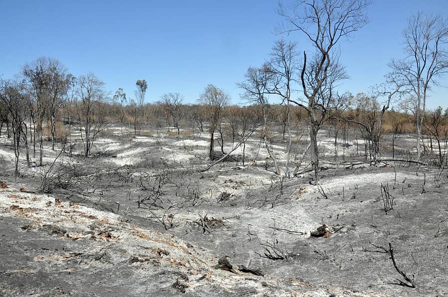 ಬೂದಿಯ ರಾಶಿ ನಡುವೆ ಕಂಡು ಬರುತ್ತಿರುವ ಗಿಡಮರಗಳ ಅವಶೇಷ