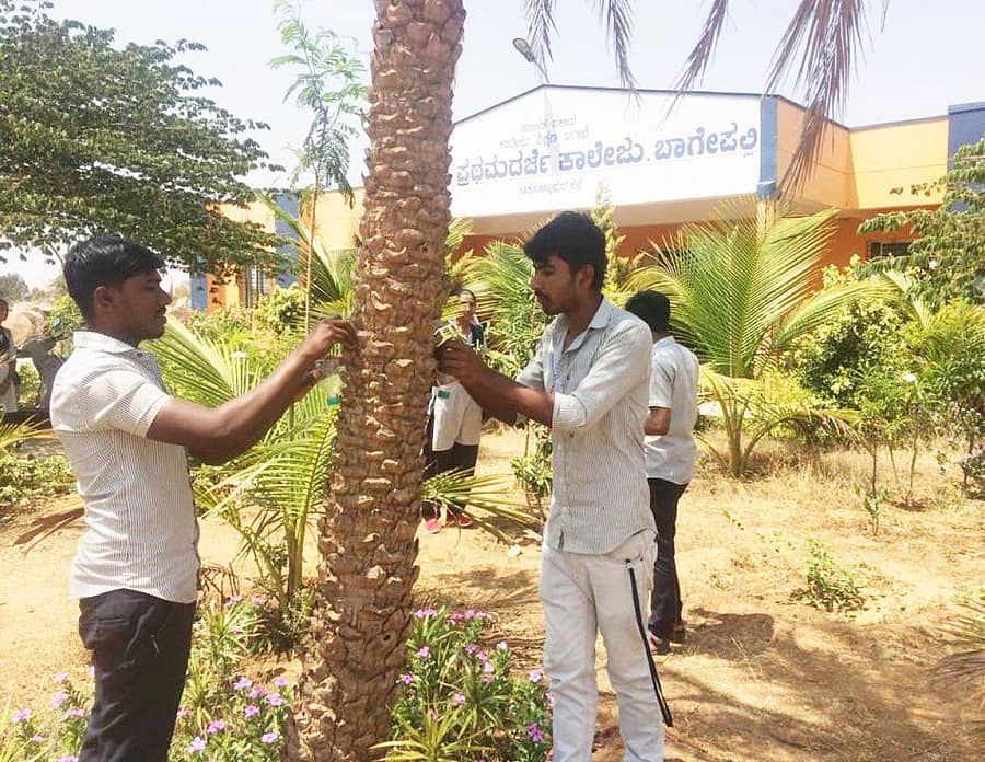 ಪ್ರಾಣಿ, ಪಕ್ಷಿಗಳಿಗೆ ಕಾಳುಗಳನ್ನು ಹಾಕುತ್ತಿರುವ (ಎಡ ಚಿತ್ರ). ವಿದ್ಯಾರ್ಥಿಗಳು ನೀರು, ರಾಗಿ ಹಾಕುತ್ತಿರುವುದು