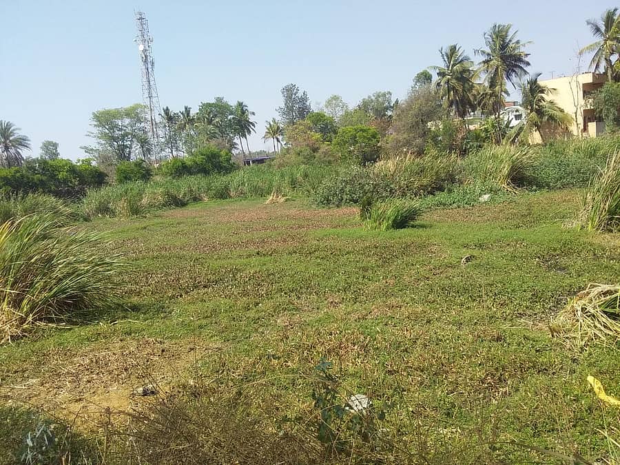 ಕಳೆ ಬೆಳೆದಿರುವ ರಾಮೋಹಳ್ಳಿ ತಿಮ್ಮಪ್ಪನ ಕೆರೆ