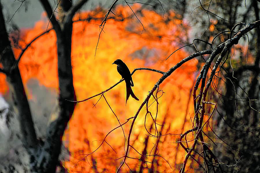 ಬಂಡೀಪುರದಲ್ಲಿ ಕಾಳ್ಗಿಚ್ಚು (ಸಂಗ್ರಹ ಚಿತ್ರ)