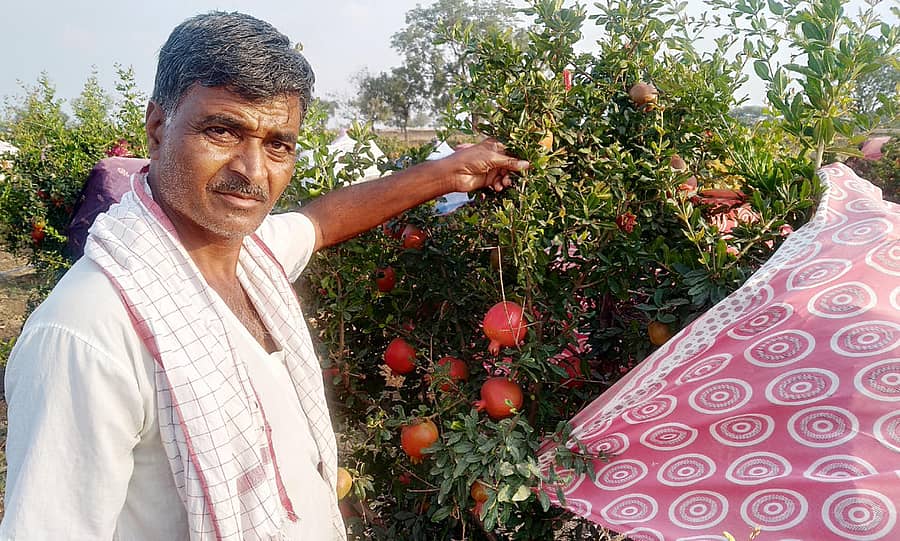 ರೈತ ಬಸವರಾಜಪ್ಪ, ಚಿತ್ರಗಳು: ಲೇಖಕರವು