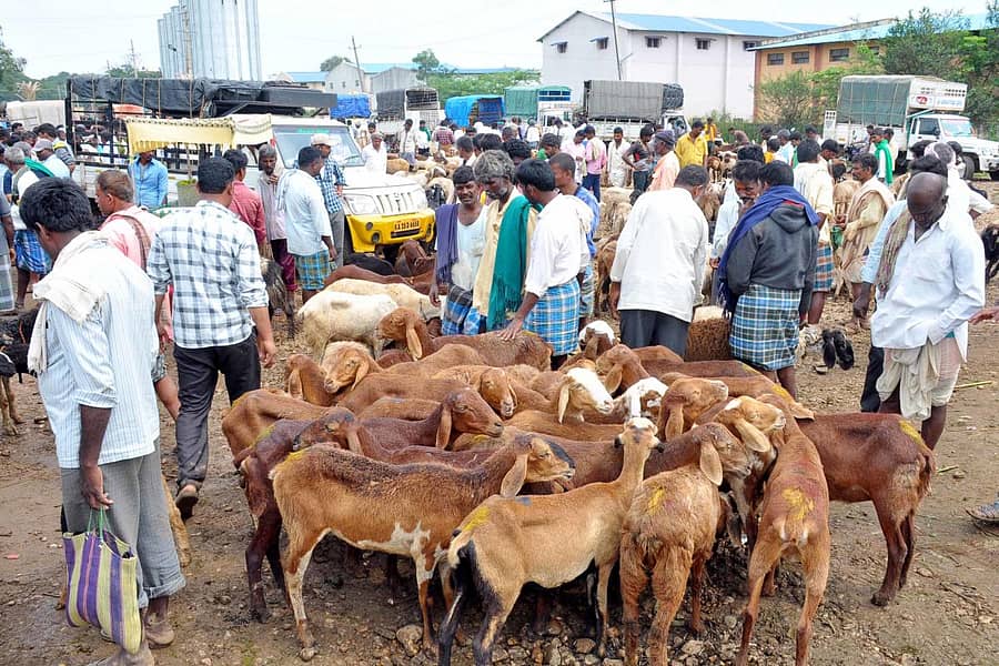 ಕುರಿ ಮಾರುಕಟ್ಟೆಯ ಸಾಂದರ್ಭಿಕ ಚಿತ್ರ