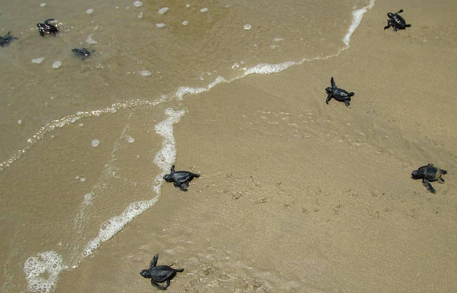 ಕುಮಟಾದಲ್ಲಿ ಸಮುದ್ರಕ್ಕೆ ತೆರಳುತ್ತಿರುವ ಕಡಲಾಮೆ ಮರಿಗಳು