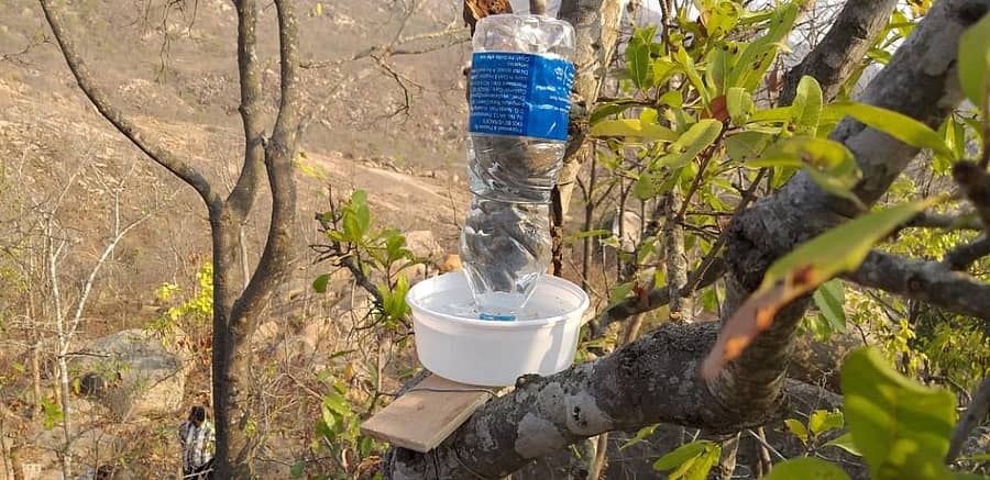 ನರಸಿಂಹಸ್ವಾಮಿ ಬೆಟ್ಟದ ಗಿಡಗಳಲ್ಲಿ ಪಕ್ಷಿಗಳ ಕುಡಿಯುವ ನೀರಿಗಾಗಿ ಅಳವಡಿಸಿದ ನೀರಿನ ಬಾಟಲ್