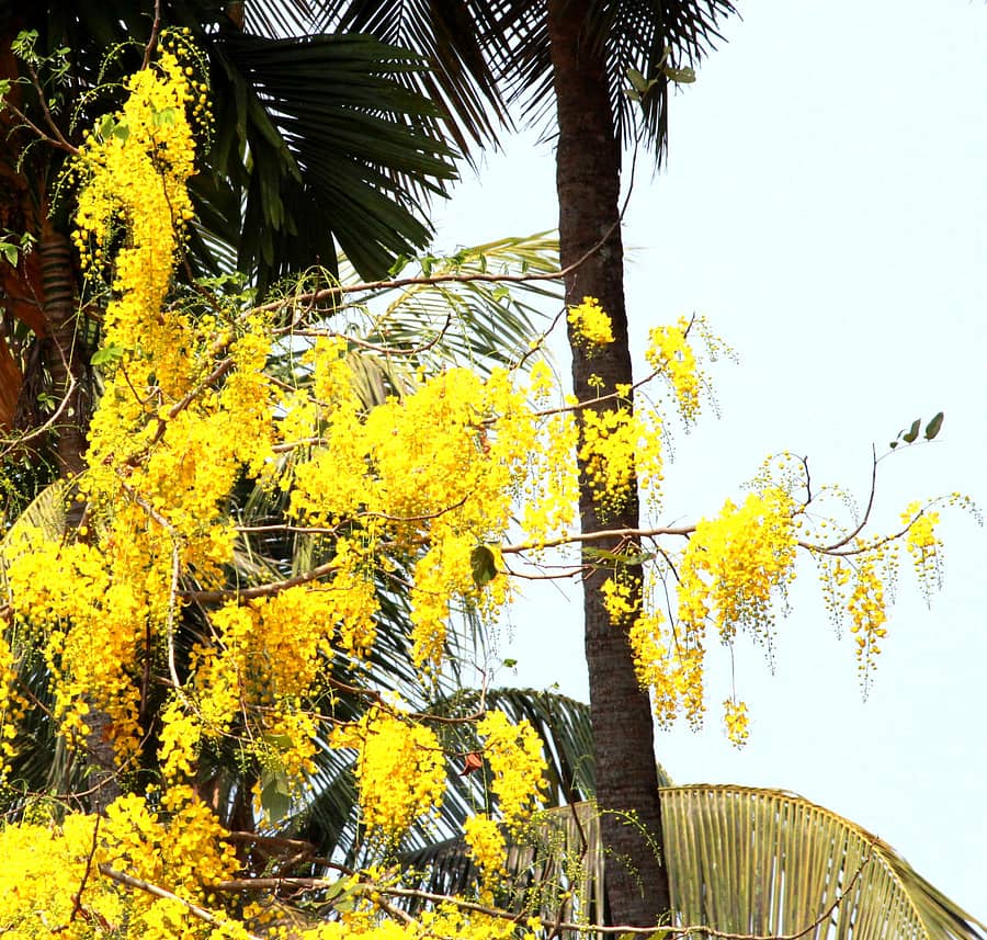 ಅರಳಿ ನಿಂತ ಕೊನ್ನ ಹೂ ಚಿತ್ರ: ಲೇಖಕರದು