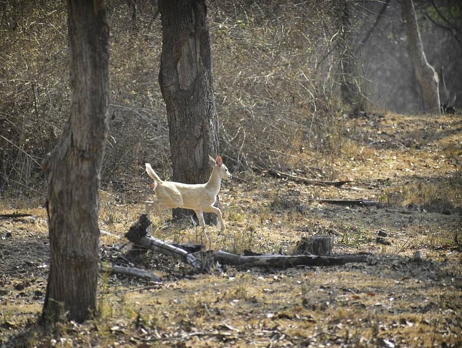 ನಾಗರಹೊಳೆ ರಾಷ್ಟ್ರೀಯ ಉದ್ಯಾನದಲ್ಲಿ ಕಳೆದ ವಾರ ಕಾಣಿಸಿಕೊಂಡಿದ್ದ ಮತ್ತೊಂದು ಬಿಳಿ ಚುಕ್ಕಿಯುಳ್ಳ ಜಿಂಕೆ – ಚಿತ್ರ: ವಿಷು ನಾಣಯ್ಯ