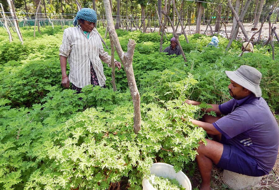 ಪತ್ರೆ ಕಟಾವು ಮಾಡುತ್ತಿರುವ ಕಾರ್ಮಿಕರು (ಚಿತ್ರಗಳು: ಲೇಖಕರು)