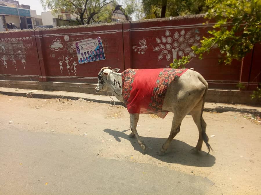 ರಾಯಚೂರಿನಲ್ಲಿ ಬಿಸಿಲಿನಿಂದ ರಕ್ಷಿಸಿಕೊಳ್ಳಲು ಗೋವಿನ ಮೈಮೇಲೆ ಬಟ್ಟೆ ಕಟ್ಟಿರುವುದು ಗಮನ ಸೆಳೆಯಿತು
