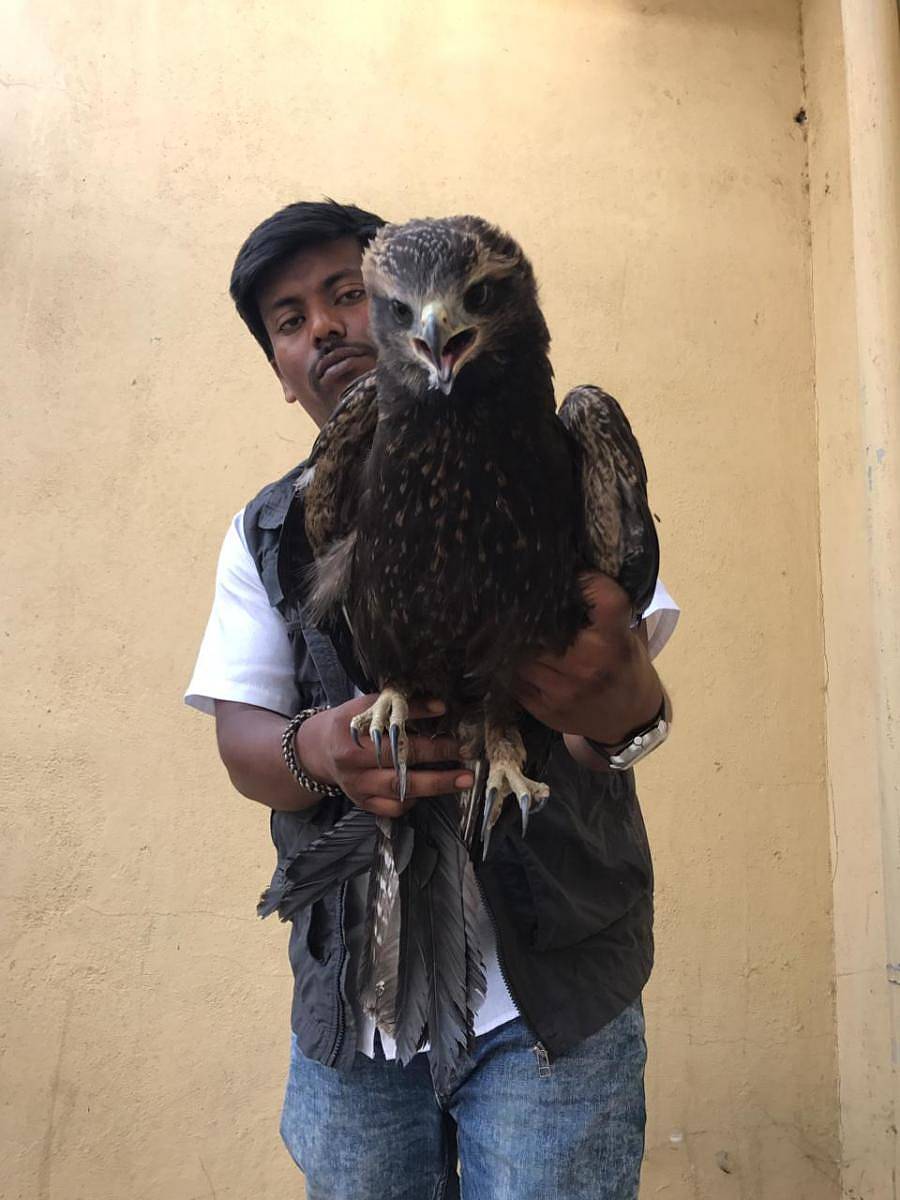 ರಕ್ಷಣೆ ಮಾಡಿದ ದೊಡ್ಡ ಚುಕ್ಕಿ ಗಿಡುಗದ ಜೊತೆ ಪ್ರಸನ್ನ ಕುಮಾರ್‌