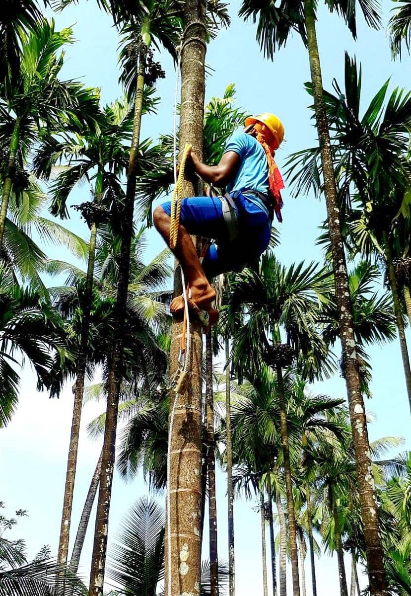 ಅಡಿಕೆ ಕೌಶಲ ಪಡೆ