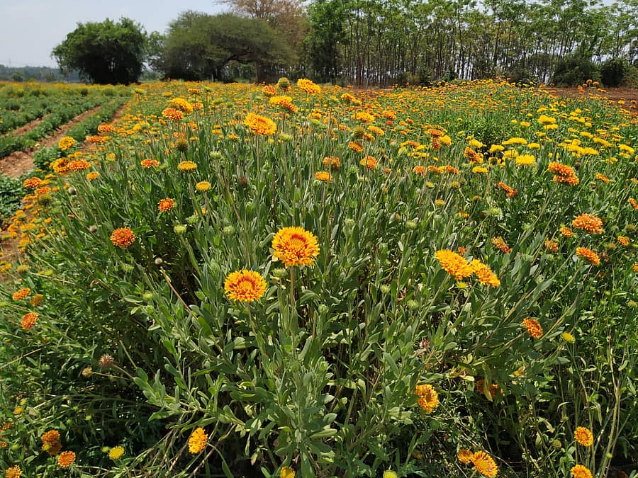 ಕಟಾವಿಗೆ ಸಿದ್ಧವಾಗಿರುವ ಸೇವಂತಿಗೆ