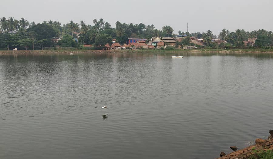 ಹಕ್ಕಿ–ಪಕ್ಷಿಗಳಿಗೆ ಆಶ್ರಯತಾಣವಾಗಿರುವ ಶಿರಸಿಯ ಕೋಟೆಕೆರೆ ಮಧ್ಯದಲ್ಲಿರುವ ಕಾರಂಜಿ