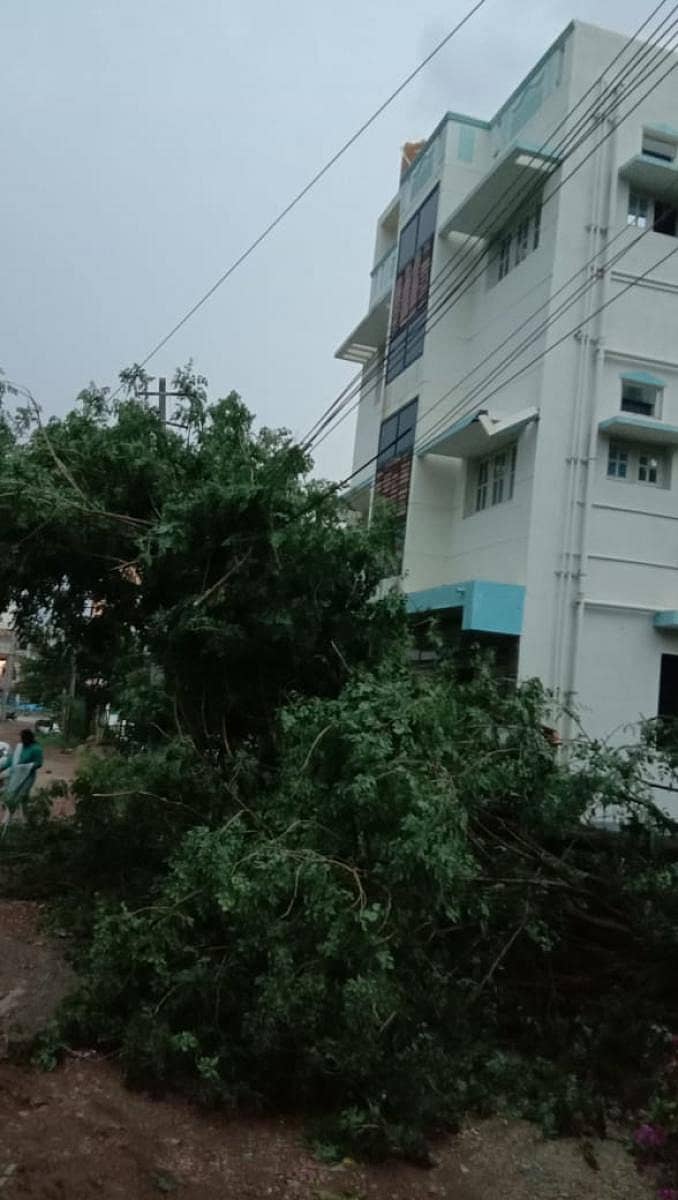ಹಾರೋಹಳ್ಳಿಯ ಬಿ.ಕೆ. ರಸ್ತೆಯಲ್ಲಿ ಮಂಗಳವಾರ ಸಂಜೆ ಮರ ಉರುಳಿರುವುದು