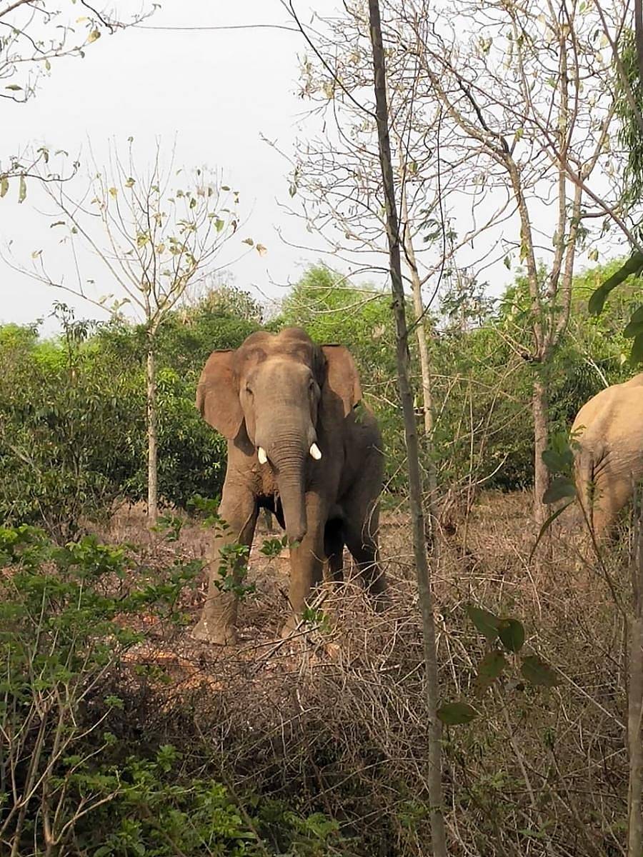 ಮಾಲೂರು ತಾಲ್ಲೂಕಿನ ಅರಳೇರಿ ಗ್ರಾಮದ ಬಳಿ ಕಾಣಿಸಿಕೊಂಡಿರುವ ಆನೆಗಳು