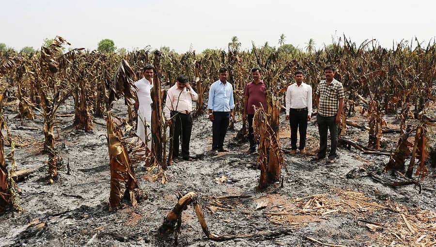 ಬೆಂಕಿ ಆಕಸ್ಮಿಕದಲ್ಲಿ ಸಂಪೂರ್ಣವಾಗಿ ಸುಟ್ಟು ಹೋಗಿರುವ ಮುಂಡರಗಿಯ ರೈತ ಎಸ್.ವಿ.ಪಾಟೀಲ ಅವರ ಬಾಳೆ ತೋಟವನ್ನು ಅಧಿಕಾರಿಗಳು ಪರಿಶೀಲಿಸಿದರು