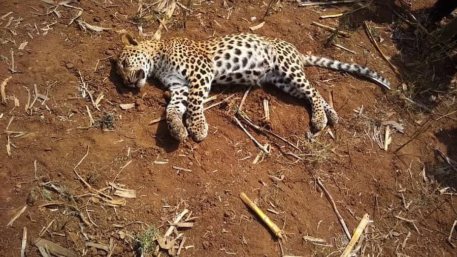 ಹಾಸನ ತಾಲ್ಲೂಕಿನ ಶಂಕದ ಕೊಪ್ಪಲು ಗ್ರಾಮದಲ್ಲಿ ಚಿರತೆ ಶವ ಪತ್ತೆಯಾಗಿದೆ.