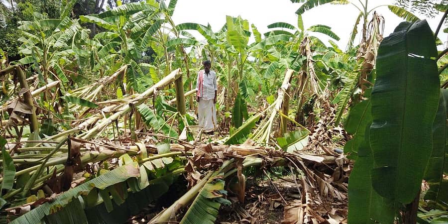 ಕೊಪ್ಪ ಹೋಬಳಿಯ ನಾಗನದೊಡ್ಡಿ ಗ್ರಾಮದಲ್ಲಿ ನಾಶವಾಗಿರುವ ಬಾಳೆತೋಟ