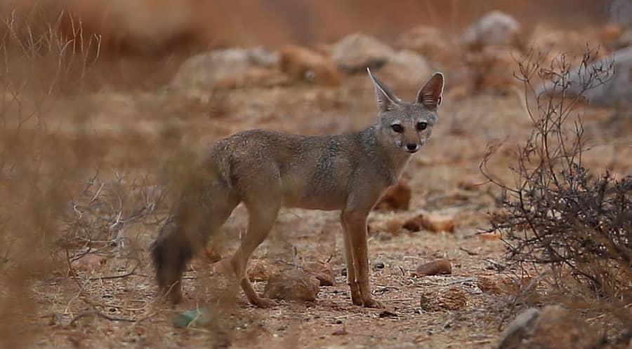 ಹಗರಿಬೊಮ್ಮನಹಳ್ಳಿಯಲ್ಲಿ ಹವ್ಯಾಸಿ ಛಾಯಾಗ್ರಾಹಕ ಸಿದ್ದು ಹಳ್ಳೇಗೌಡ ಅವರ ಕ್ಯಾಮೆರಾದಲ್ಲಿ ಸೆರೆಯಾಗಿರುವ ಗುಳ್ಳೇನರಿ