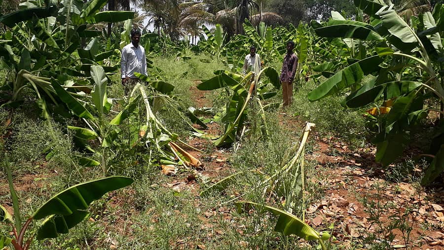 ಜಯಪುರದ ಸಮೀಪ ಕಾಡಾನೆಗಳ ದಾಳಿಗೆ ಸಿಲುಕಿ ನಾಶವಾಗಿರುವ ಬಾಳೆತೋಟ