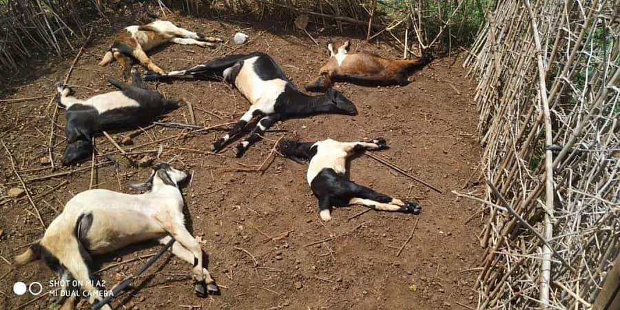 ಲಕ್ಕೋಜನಹಳ್ಳಿ ಗ್ರಾಮದಲ್ಲಿ ಚಿರತೆ ದಾಳಿಗೆ ಬಲಿಯಾಗಿರುವ ಸಿದ್ದಪ್ಪ ಎಂಬುವರ ಮೇಕೆಗಳು