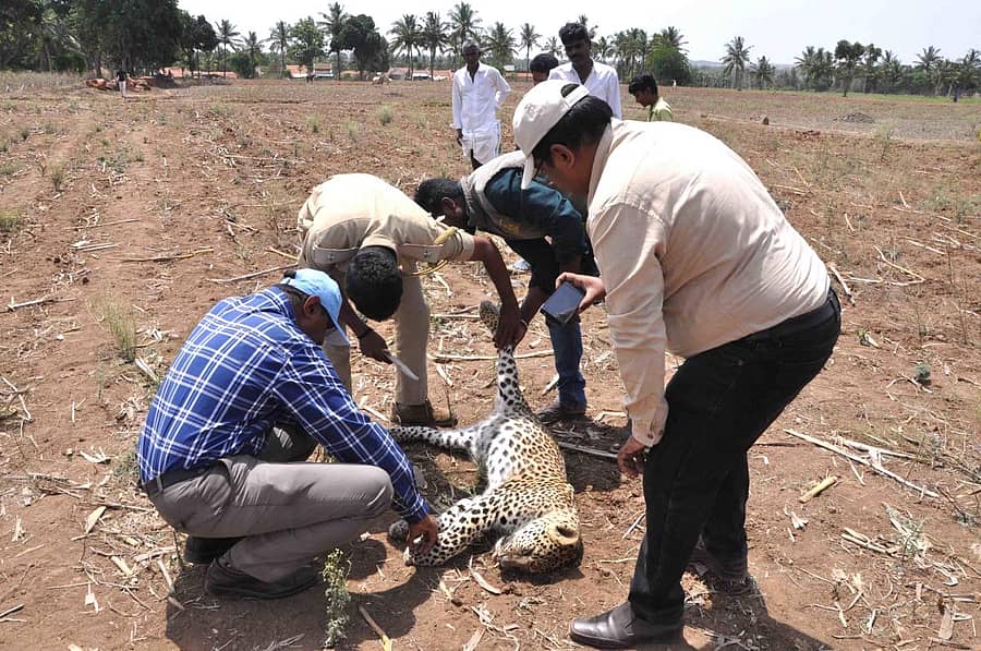 ಶಂಖಗ್ರಾಮದಲ್ಲಿ ಪತ್ತೆಯಾದ ಚಿರತೆ ಕಳೇಬರ ವೀಕ್ಷಿಸಿದ ಅರಣ್ಯ ಇಲಾಖೆ ಸಿಬ್ಬಂದಿ