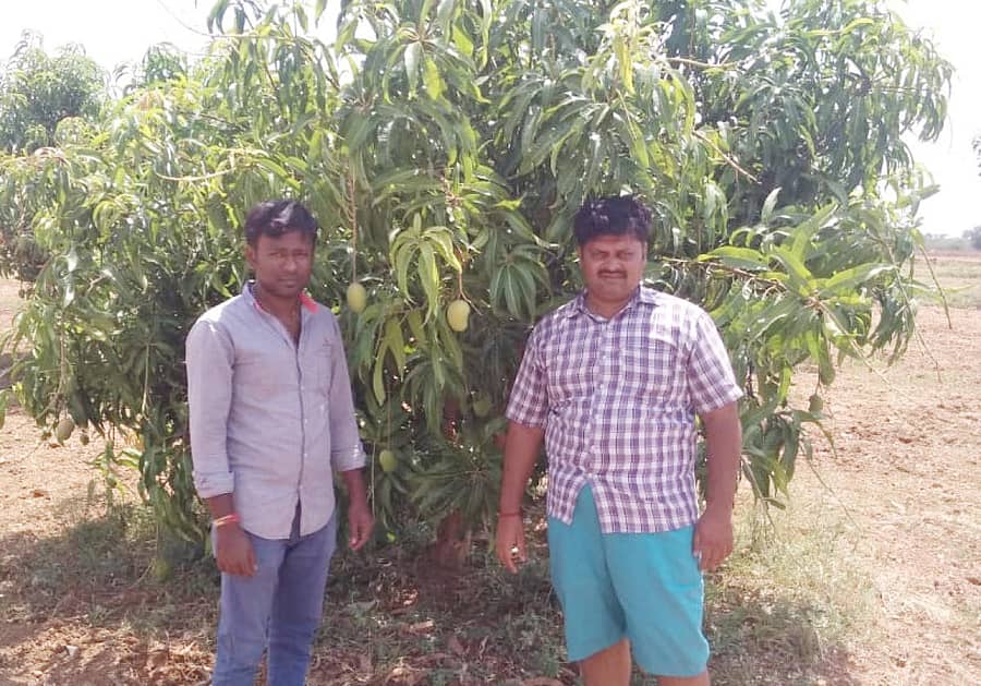 ತೇಜಸ್ ಕುಲಕರ್ಣಿ (ಬಲ) ತಮ್ಮ ಮಾವಿನ ತೋಟದಲ್ಲಿ