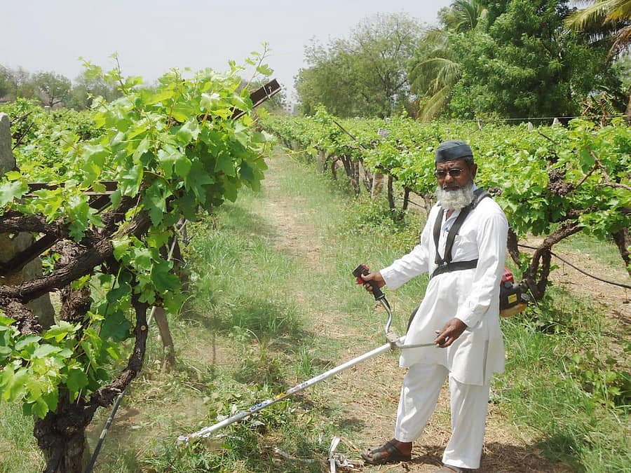 ದ್ರಾಕ್ಷಿ ತೋಟದಲ್ಲಿನ ಕಸವನ್ನು ಯಂತ್ರದ ಮೂಲಕ ಸ್ವಚ್ಛಗೊಳಿಸಿದ ಅಬ್ದುಲ್‌ ರಜಾಕ್‌ ದುದನಿ