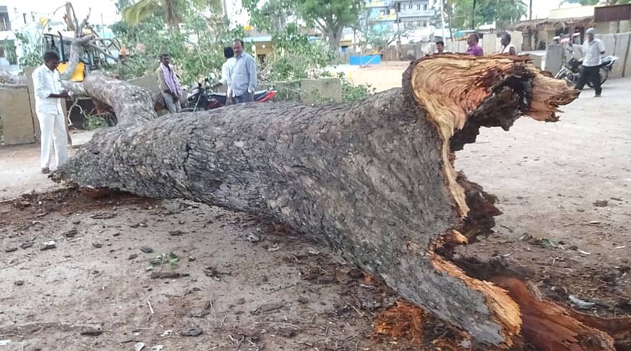 ಮುರಿದು ಬಿದ್ದಿರುವ ಆರಳಿ ಮರದ ರೆಂಭೆ