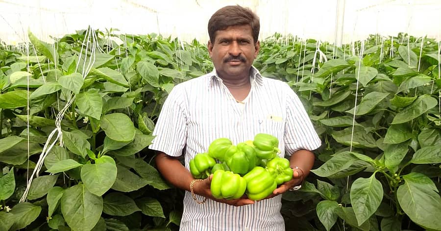 ಕ್ಯಾಪ್ಸಿಕಮ್ ತೋಟದಲ್ಲಿ ರೈತ ರವಿಕುಮಾರ್