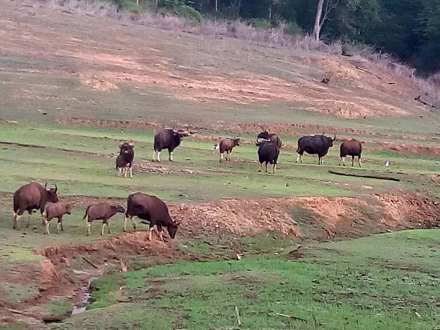 ಜೊಯಿಡಾ ಸಮೀಪದ ಸೂಪಾ ಜಲಾಶಯದ ಹಿನ್ನೀರಿನ ದೊಣಪಾ ಪ್ರದೇಶದಲ್ಲಿ ಕಾಡುಕೋಣಗಳು ಬುಧವಾರ ನೀರು ಕುಡಿಯಲು ಹಿಂಡು ಹಿಂಡಾಗಿ ಬಂದವು