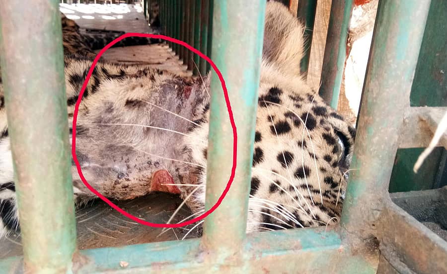 ಎಚ್.ಡಿ.ಕೋಟೆ ತಾಲ್ಲೂಕಿನ ಕ್ಯಾತನಹಳ್ಳಿ ಗ್ರಾಮದಲ್ಲಿ ಮನೆಗೆ ನುಗ್ಗಿದ ಚಿರತೆಯನ್ನು ಶುಕ್ರವಾರ ಮಧ್ಯಾಹ್ನ ಅರಣ್ಯ ಇಲಾಖೆ ಸಿಬ್ಬಂದಿ ಸೆರೆ ಹಿಡಿದಿದ್ದಾರೆ. ಚಿರತೆಯು ಉರುಳಿಗೆ ಸಿಲುಕಿದ್ದು, ಕುತ್ತಿಗೆಯಲ್ಲಿ ತೀವ್ರತರವಾದ ಗಾಯಗಳಾಗಿದೆ