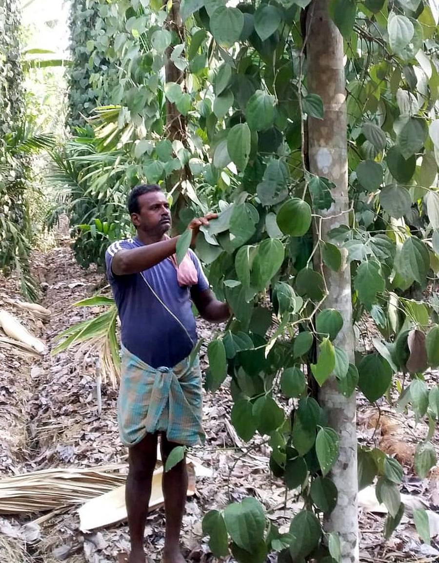 ಕೃಷಿಕ ಸುಬ್ರಾಯ ಗೌಡ ತಮ್ಮ ತೋಟದಲ್ಲಿ ಕಾಳುಮೆಣಸಿನ ಬಳ್ಳಿಯನ್ನು ಆರೈಕೆ ಮಾಡುತ್ತಿರುವುದು.