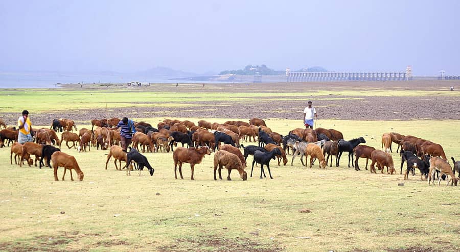 ತುಂಗಭದ್ರಾ ಜಲಾಶಯ ಬರಿದಾಗಿದ್ದು, ಅದರ ಒಡಲಲ್ಲಿ ಕುರಿಗಳನ್ನು ಮೇಯಿಸುತ್ತಿರುವ ಕುರಿಗಾಹಿಗಳು-ಪ್ರಜಾವಾಣಿ ಚಿತ್ರ: ಬಿ. ಬಾಬುಕುಮಾರ
