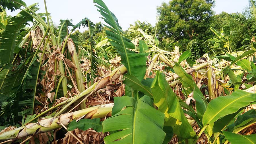 ಕೊರಟಗೆರೆ ತಾಲ್ಲೂಕಿನ ಹೊಳವನಹಳ್ಳಿ ಹೋಬಳಿ ವ್ಯಾಪ್ತಿಯ ಹೊನ್ನಾರನಹಳ್ಳಿ ರೈತ ಜೋಗಪ್ಪ ಎಂಬುವರಿಗೆ ಸೇರಿದ ಬಾಳೆ ತೋಟ ಬಿರುಗಾಳಿಗೆ ಸಿಲುಕಿ ಉರುಳಿ ಬಿದ್ದಿರುವುದು