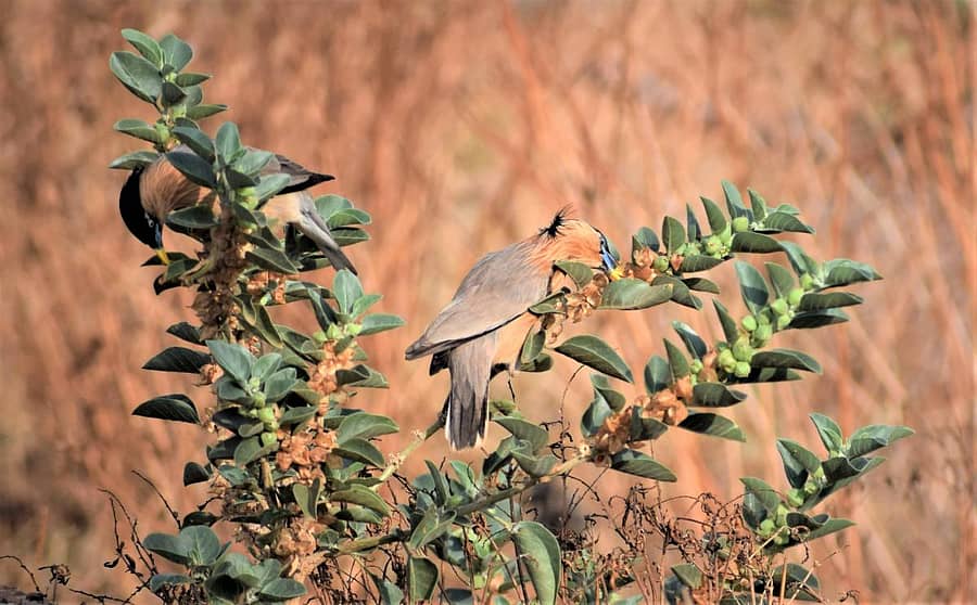ಅಮರಗೋಳದ ಎಪಿಎಂಸಿ ಗಿಡದಲ್ಲಿ ಜೋಡಿ ಕರಿತಲೆ ಕಬ್ಬಕ್ಕಿಗಳು