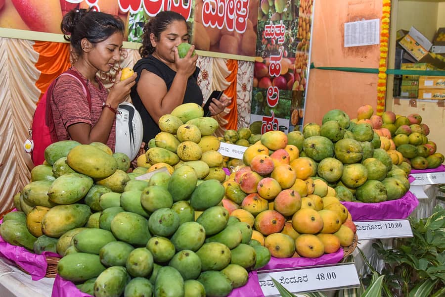 ‘ಮಾವು ಹಾಗೂ ಹಲಸು ಮೇಳ’ದಲ್ಲಿ ಯುವತಿಯರು ಮಾವಿನ ಹಣ್ಣುಗಳನ್ನು ಆಘ್ರಾಣಿಸಿದರು –ಪ್ರಜಾವಾಣಿ ಚಿತ್ರ