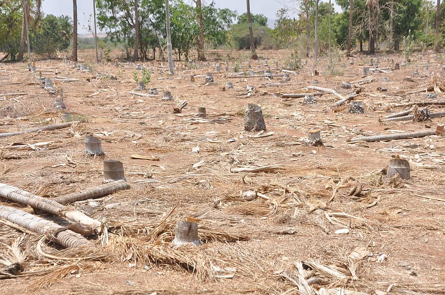ಚಿತ್ರದುರ್ಗ ತಾಲ್ಲೂಕಿನ ಈರಜ್ಜನಹಟ್ಟಿಯ ರೈತ ನಾಗರಾಜ ಅವರು ತೋಟವನ್ನು ಕಡಿಸಿ ಹಾಕಿದ್ದಾರೆ – ಪ್ರಜಾವಾಣಿ ಚಿತ್ರ/ ಭವಾನಿ ಮಂಜು
