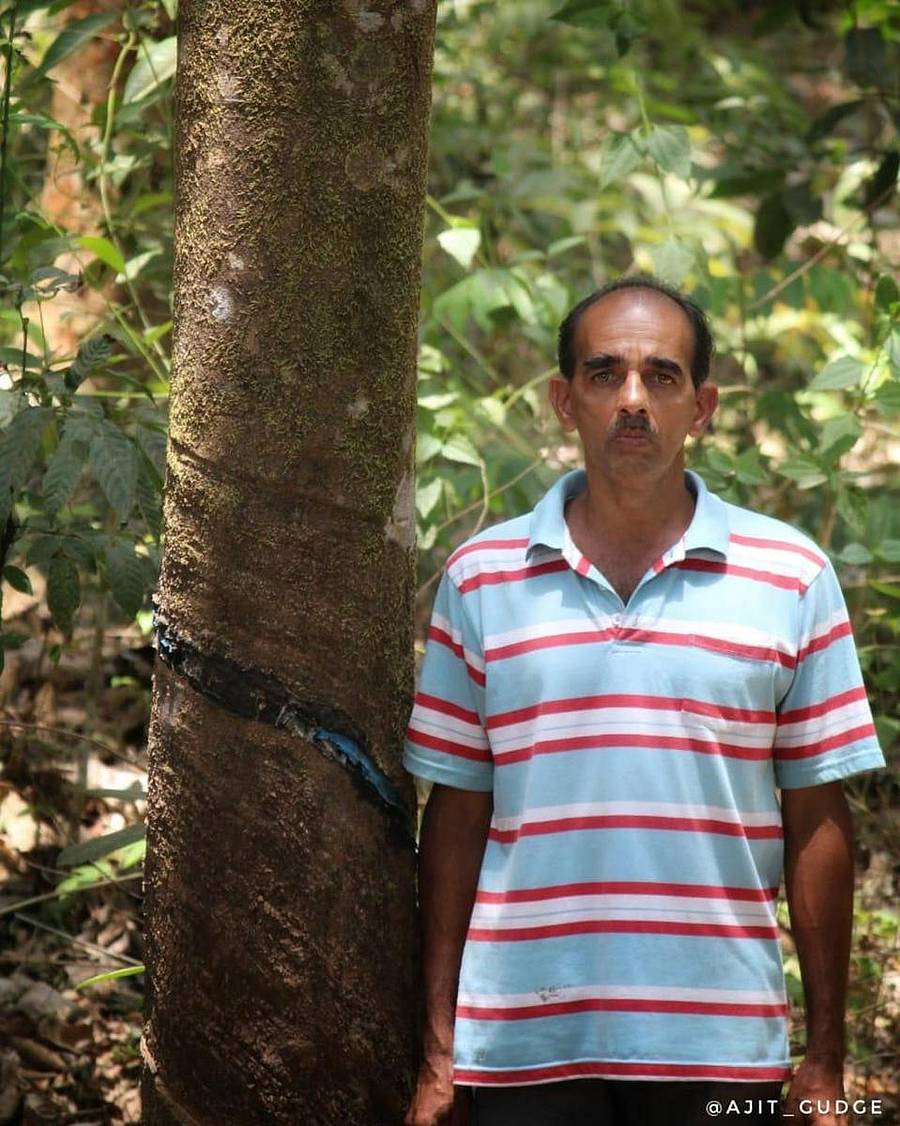 ಟ್ಯಾಪಿಂಗ್ ಮಾಡಿದ ರಬ್ಬರ್ ಮರದ ಜೊತೆಗೆ ರಾಮಚಂದ್ರ ಹೆಗಡೆ ಗುಡ್ಗೆ