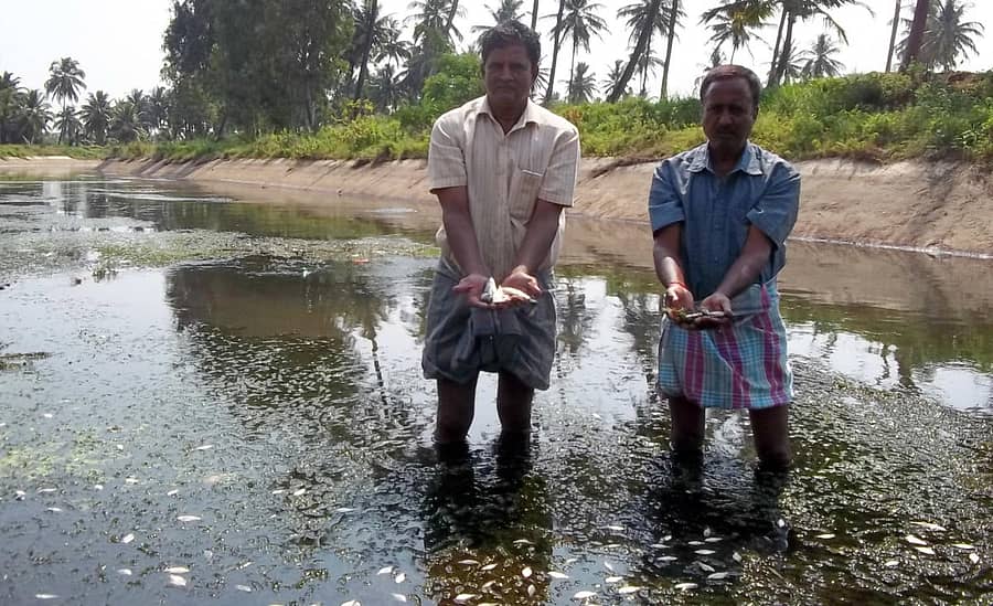 ಶ್ರೀರಂಗಪಟ್ಟಣ ತಾಲ್ಲೂಕಿನ ಪಾಲಹಳ್ಳಿ ಬಳಿ ವಿರಿಜಾ ನಾಲೆಯಲ್ಲಿ ಸತ್ತಿರುವ ಮೀನುಗಳನ್ನು ತೋರಿಸಿದ ರೈತರು