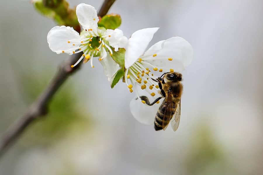 ಜೇನ್ನೊಣ