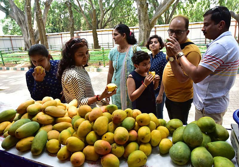 ರಾಜ್ಯಮಟ್ಟದ ಮಾವು ಮತ್ತು ಹಲಸು ಮೇಳದಲ್ಲಿ ಮಾವಿನ ಹಣ್ಣು ಕೊಂಡುಳ್ಳುತ್ತಿರುವ ಗ್ರಾಹಕರು. –ಪ್ರಜಾವಾಣಿ ಚಿತ್ರ / ಇರ್ಷಾದ್ ಮಹಮ್ಮದ್