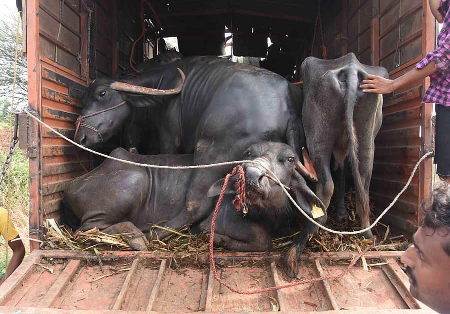 ಕ್ಯಾಂಟರ್ ವಾಹನದಲ್ಲಿ ಸಾಗಿಸುತ್ತಿದ್ದ ಎಮ್ಮೆಗಳು