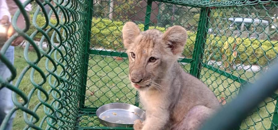 ಸಿಂಹದ ಮರಿ