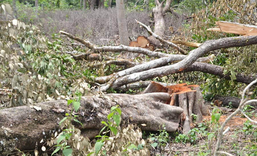 ಮಡಿಕೇರಿ ಸಮೀಪದ ಕೆ.ನಿಡುಗಣಿ ಗ್ರಾಮ ಪಂಚಾಯ್ತಿ ವ್ಯಾಪ್ತಿಯಲ್ಲಿ ನೆಲಕ್ಕುರುಳಿರುವ ಮರ 