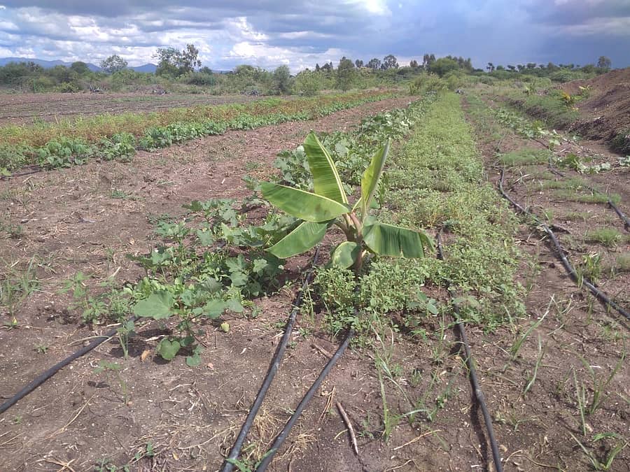 ಜಮೀನಿನಲ್ಲಿ ಬೆಳೆಯಲಾಗಿರುವ ವಿವಿಧ ಬೆಳೆಗಳು