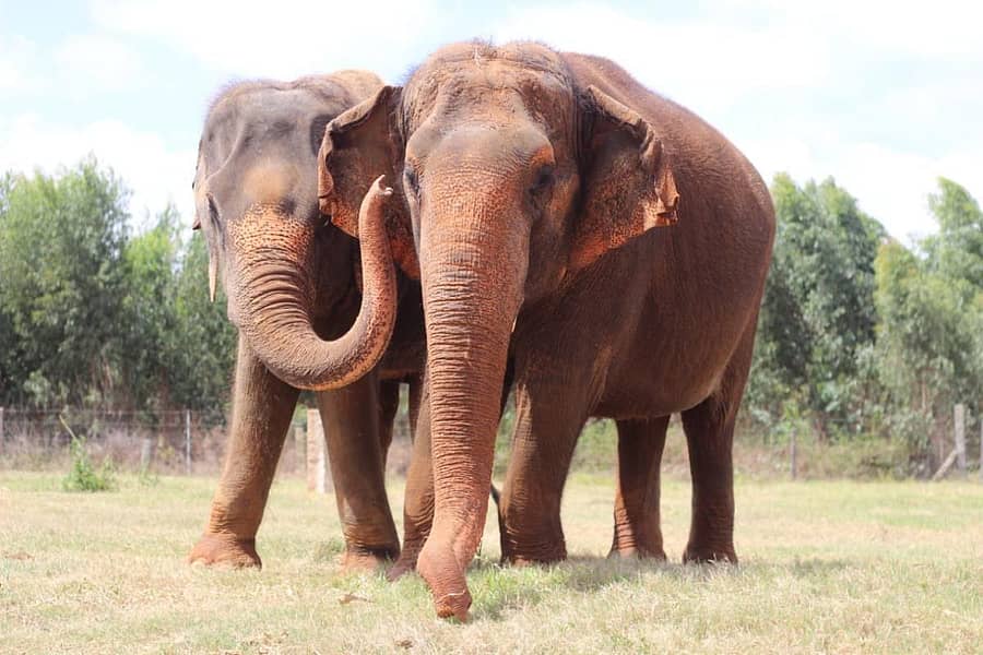 ಶಿವಣ್ಣ ಅವರ ಜಮೀನಿನಲ್ಲಿರುವ ಆನೆಗಳು
