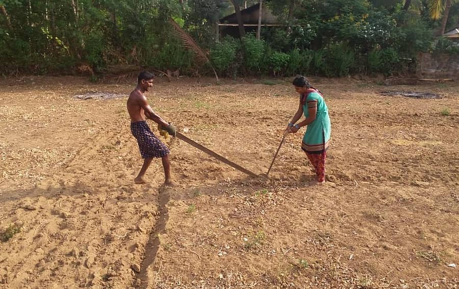 ಕಾರವಾರದ ಗುನಗಿವಾಡದ ರೈತ ಗಿರಿಧರ ಗುನಗಿ ಮತ್ತು ಅವರ ಸಹೋದರಿ ಸುಜಾತಾ ಗುನಗಿ ತಮ್ಮ ಜಮೀನನ್ನು ಉಳುಮೆ ಮಾಡುತ್ತಿರುವುದು
